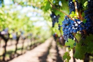 outil entretien vigne