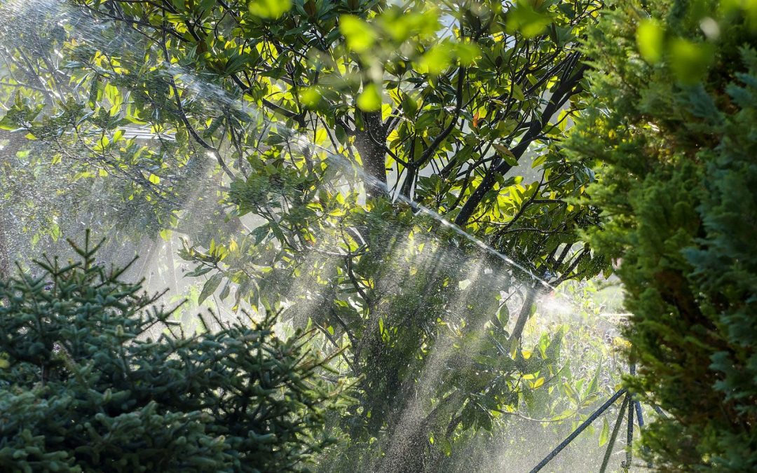 Comment réduire la consommation d’eau dans votre jardin