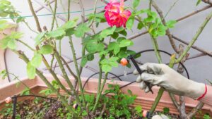 Système de goute-à-goute pour le jardin