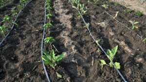 Système de goute-à-goute pour le potager