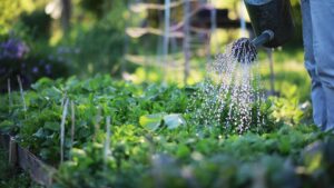 Potager dans le jardin qui se fait arroser