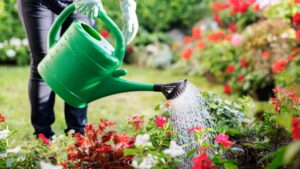 Arrosoir vert et des fleurs dans un jardin