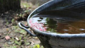 Eau de pluie dans un bac