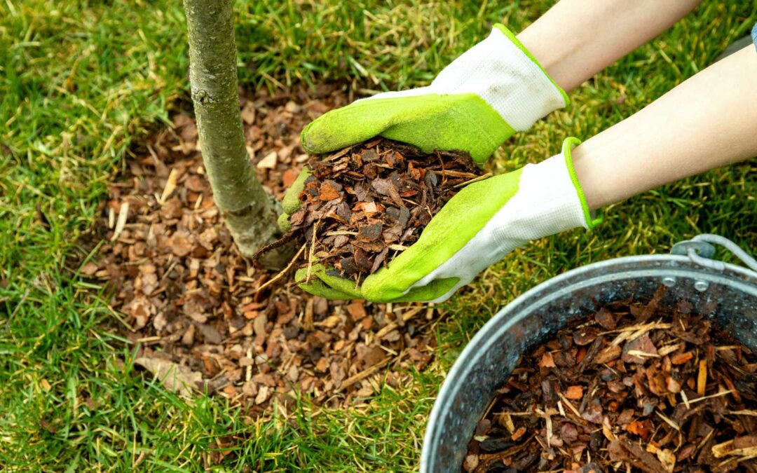 Comment concevoir un jardin écologique et résistant à la sécheresse ?